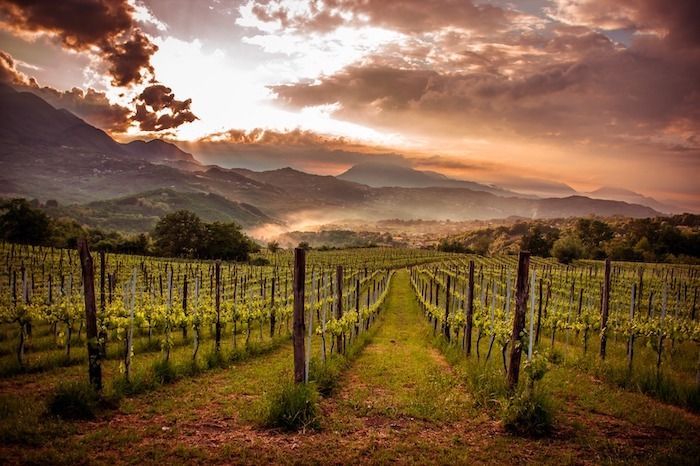Filari di viti in un vigneto con un sentiero che si dirige verso montagne avvolte nella nebbia sotto un cielo drammatico e nuvoloso al tramonto.