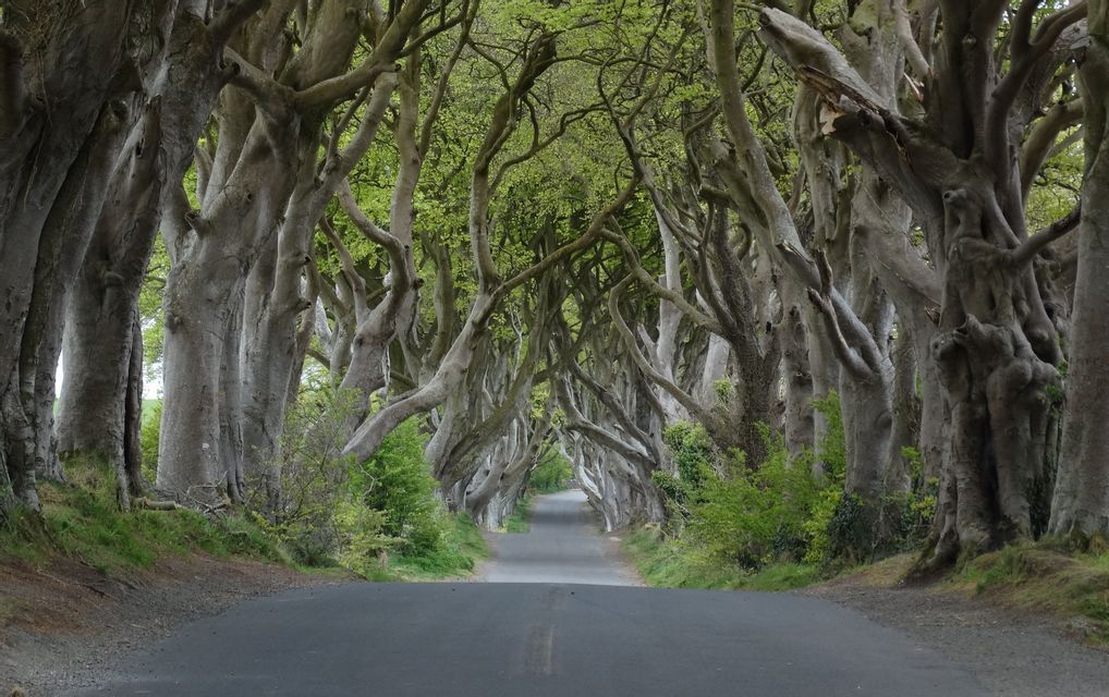 A paved road runs through a natural tunnel formed by large, gnarled trees with interlocking branches and green leaves.