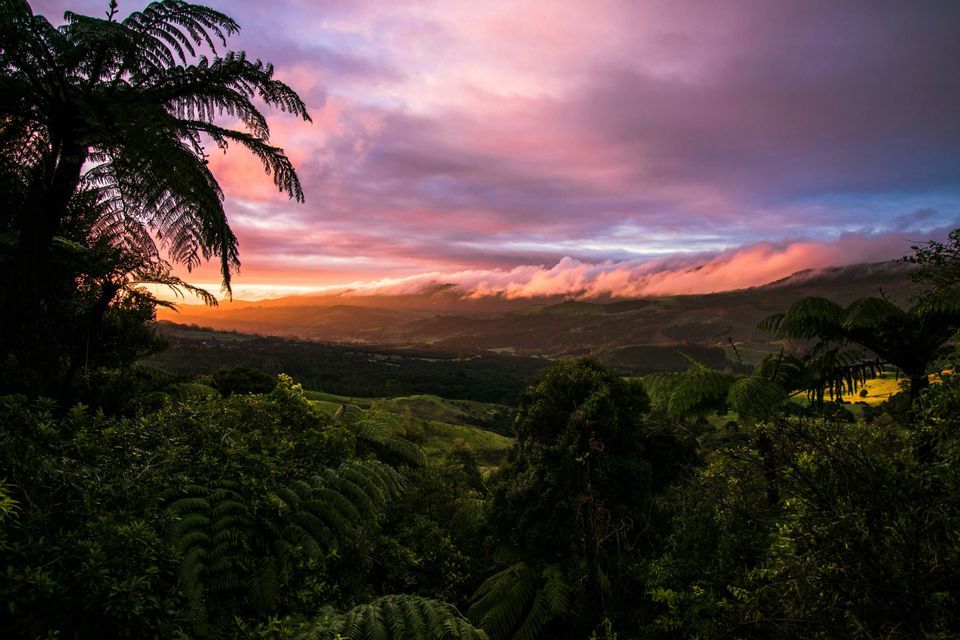 Un tramonto con nuvole rosa e viola su una rigogliosa valle verde, visto attraverso silhouette in primo piano di felci tropicali.