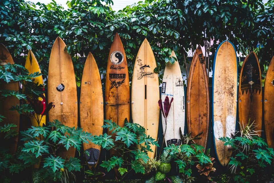 Una fila di tavole da surf vintage di diversi design, appoggiate verticalmente contro una folta siepe verde e piante tropicali.