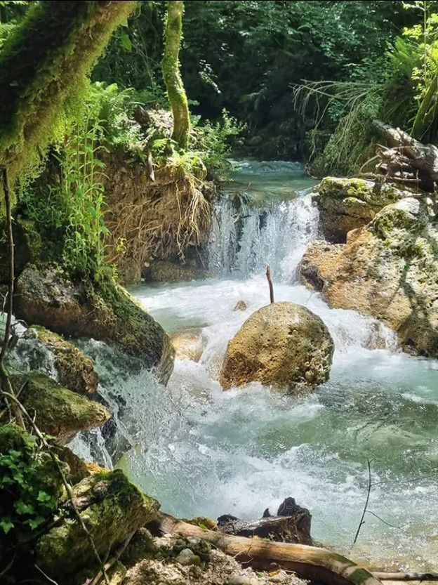 Un arroyo fluye sobre rocas cubiertas de musgo, creando una pequeña cascada en un bosque exuberante y soleado.