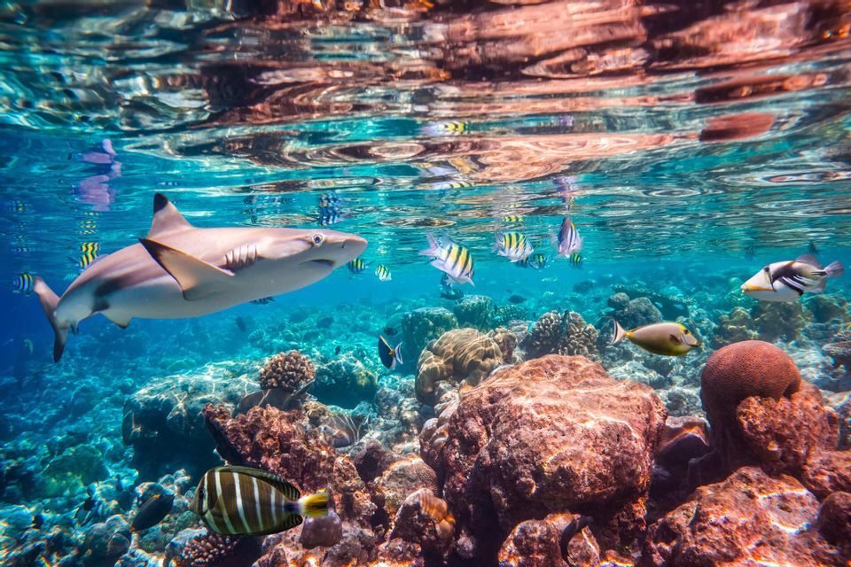Eine Unterwasseraufnahme eines Hais, der mit Schwärmen tropischer Fische über einem farbenfrohen Korallenriff schwimmt.