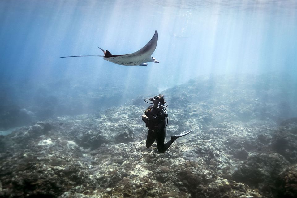 Ein Taucher blickt zu einem Mantarochen auf, der über einem Korallenriff schwimmt, wobei Sonnenstrahlen durch das blaue Wasser scheinen.