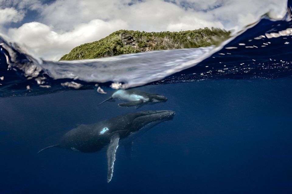 Eine Split-Shot-Aufnahme eines Buckelwals und seines Kalbes, die unter Wasser schwimmen, mit einer grünen Insel oberhalb der Wasseroberfläche.