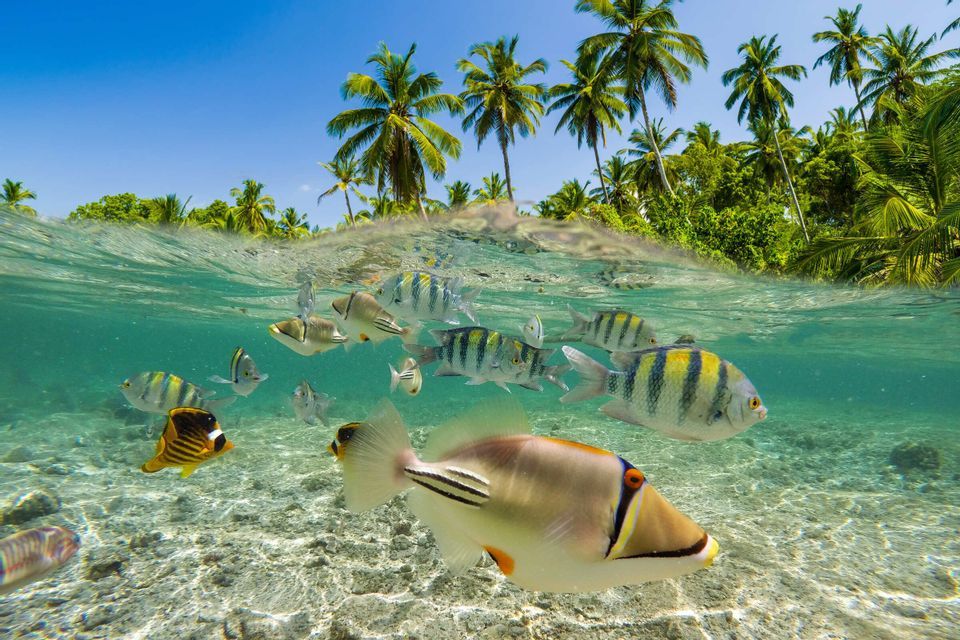 Ein Split-Level-Blick auf bunte tropische Fische, die im klaren Wasser schwimmen, mit einer Palmenküste darüber.