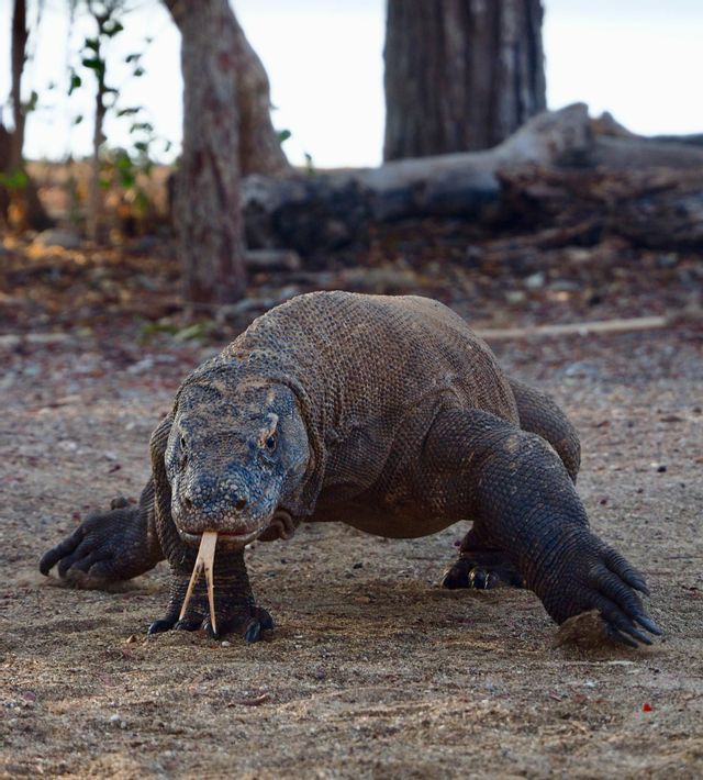 Un dragon de Komodo marche sur un sol sablonneux, face à la caméra, la langue fourchue sortie.