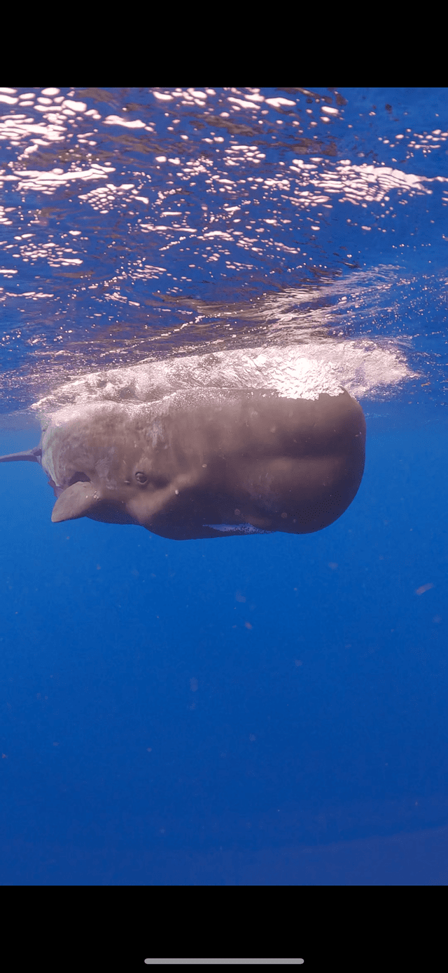 Un cachalote nada justo debajo de la superficie soleada del claro océano azul.