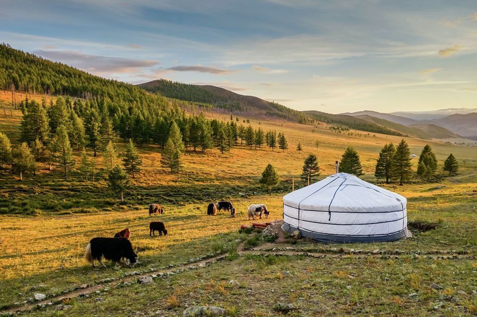 Une yourte blanche se dresse dans une prairie verdoyante, avec plusieurs yaks qui paissent à proximité et une colline boisée en arrière-plan au coucher du soleil.