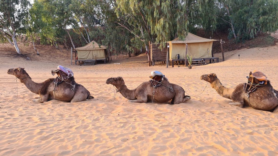 Drei gesattelte Kamele ruhen im Sand einer Wüste mit Safari-Zelten und Bäumen im Hintergrund.