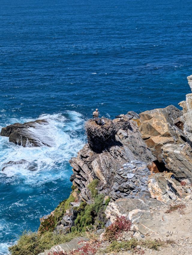 Ein erwachsener Weißstorch und sein Küken stehen in ihrem Nest auf einer felsigen Klippe mit Blick auf die tosenden Wellen des Ozeans.