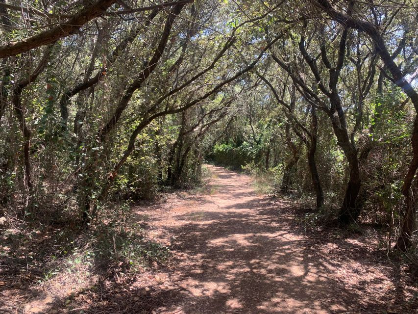 Un sentiero sterrato si snoda attraverso una foresta baciata dal sole con una volta di alberi ad arco.