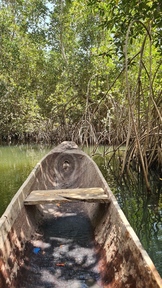 Eine Ich-Perspektive aus einem Holzkanu, das durch einen ruhigen Wasserweg in einem dichten Mangrovenwald treibt.