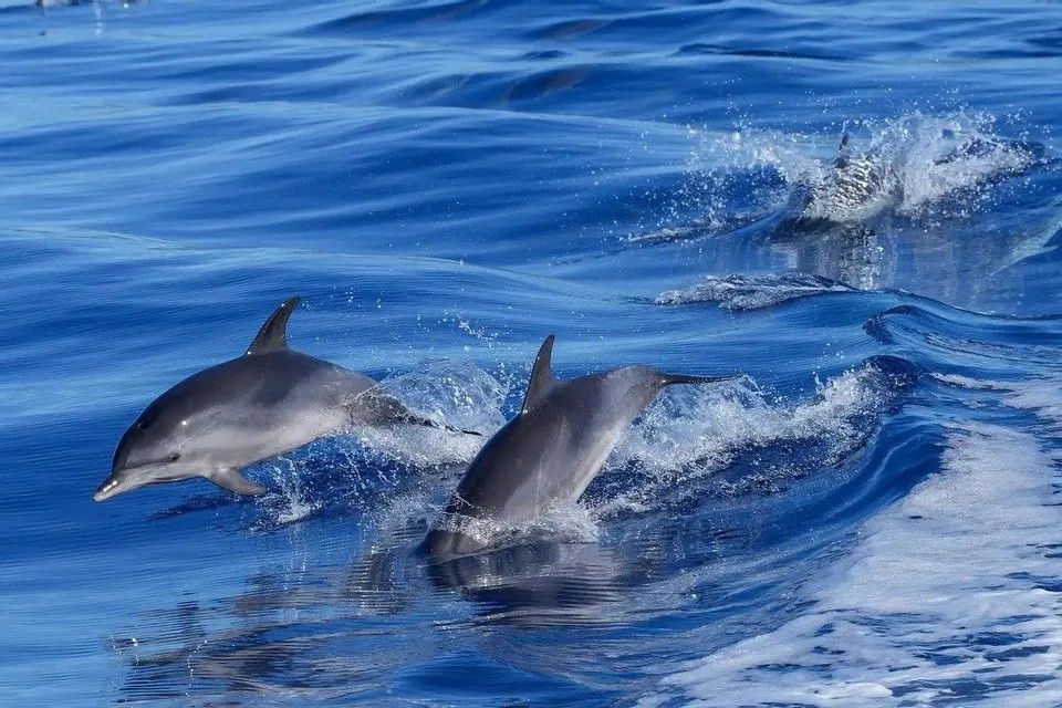 Drei Delphine springen und schwimmen im tiefblauen Ozean und erzeugen dabei Wasserspritzer.