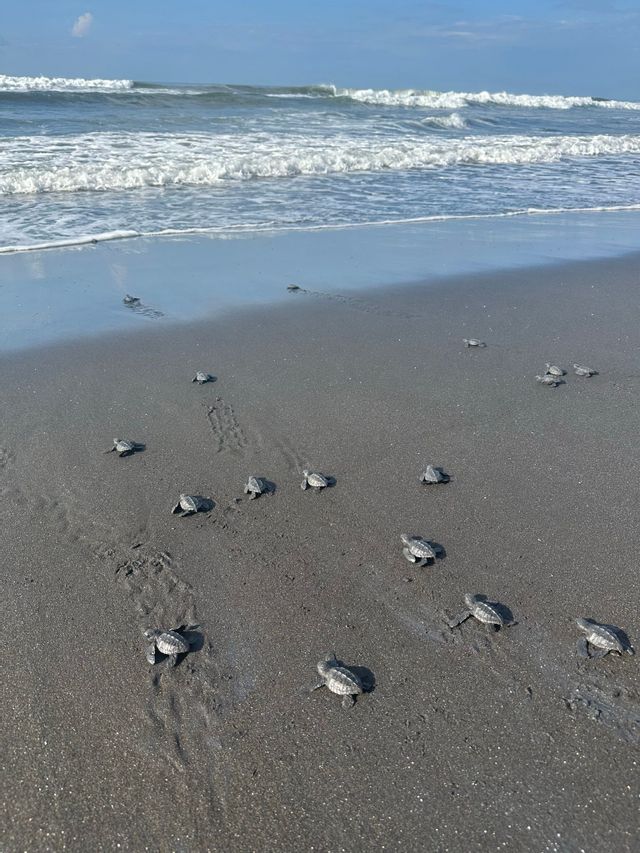 Eine Gruppe kleiner Meeresschildkröten krabbelt über den feuchten Sand eines Strandes, auf dem Weg zu den Meereswellen.