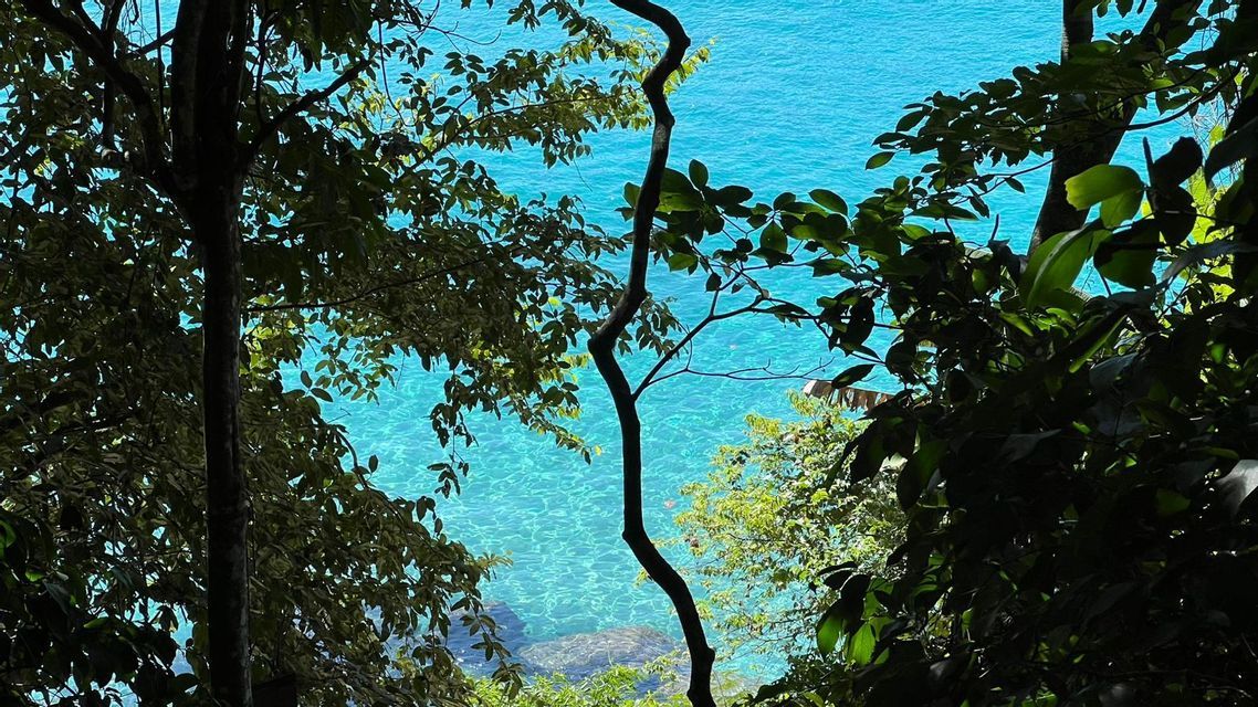 Ein Blick auf den klaren, türkisfarbenen Ozean, umrahmt von dunklen Baum-Silhouetten und üppig grünen Blättern.