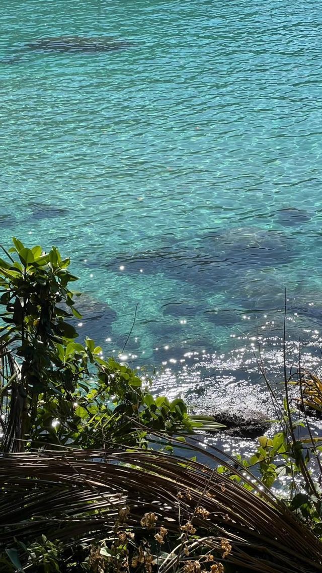 L'acqua turchese limpida scintilla sotto la luce del sole, con fogliame verde e rami secchi che incorniciano il primo piano.