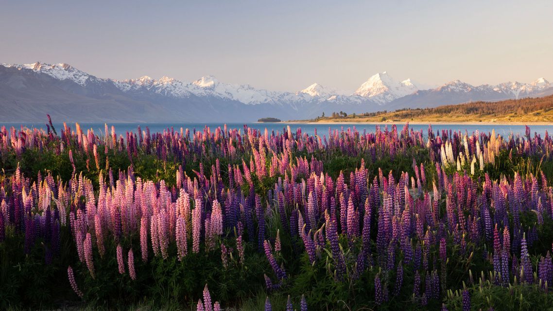 A field of pink and purple lupin flowers next to a blue lake, with snow-capped mountains visible in the distance.