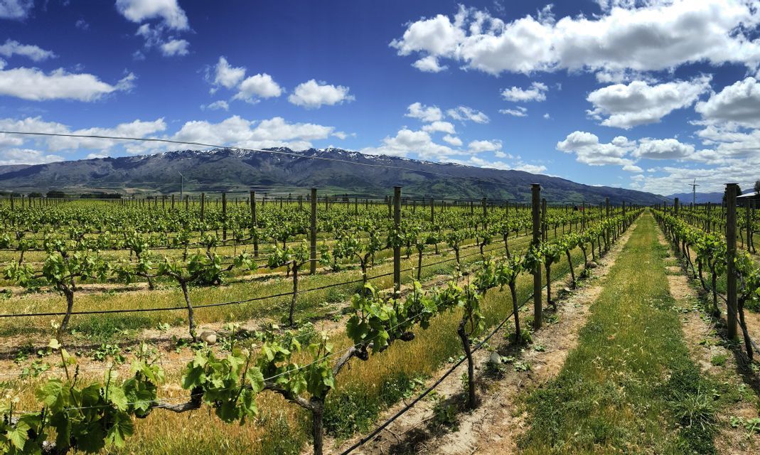 Rows of grapevines in a vineyard lead towards a distant mountain range with snowy peaks under a blue, cloudy sky.