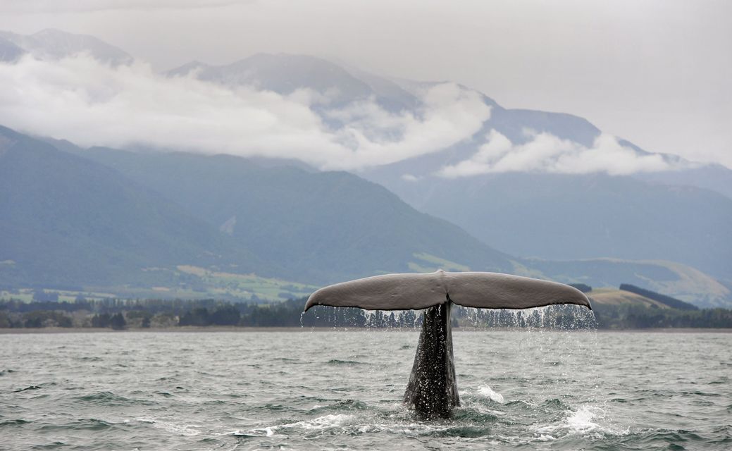 A whale's tail rises from the ocean, dripping with water, in front of a mountainous coastline under a cloudy sky.