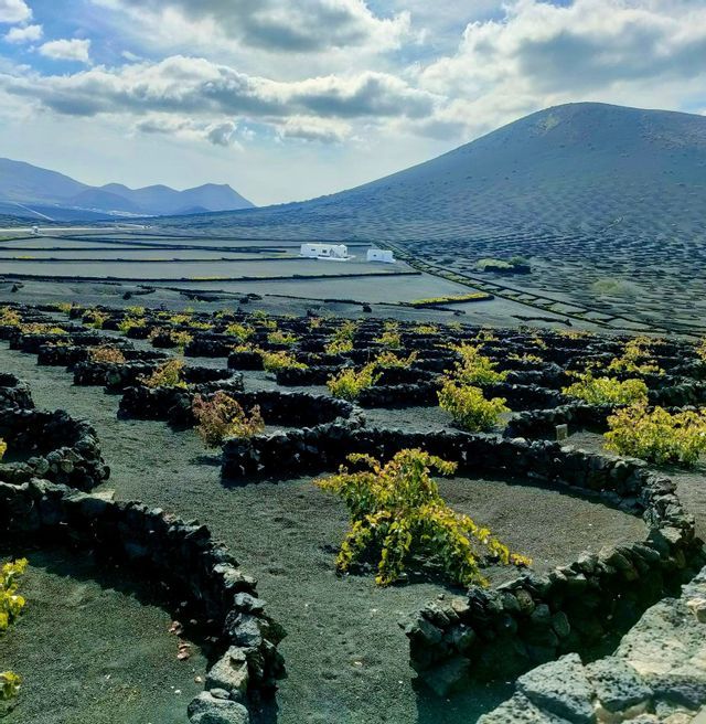 Un viñedo singular con vides cultivadas en hoyos semicirculares de piedra sobre suelo volcánico oscuro, con una gran montaña al fondo bajo un cielo nublado.