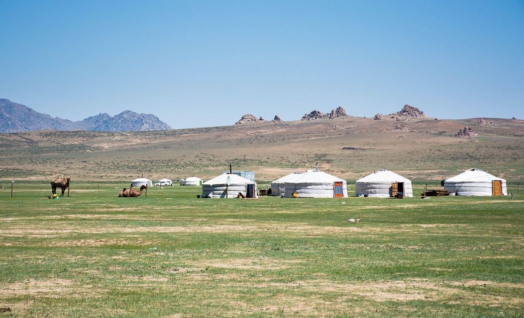 White yurts and camels stand on a grassy plain with hills and mountains in the background under a clear sky.