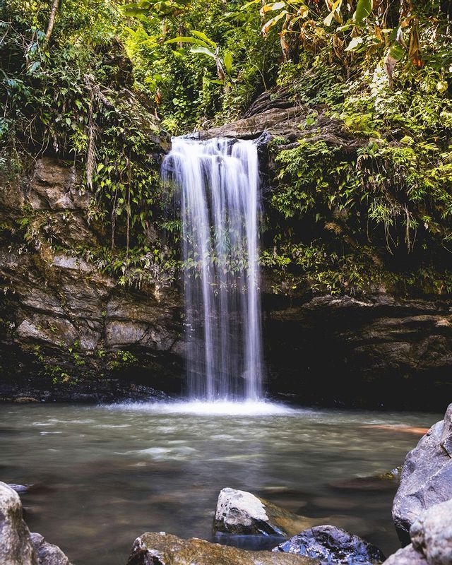 Una cascata scende da una scogliera rocciosa coperta di piante verdi e rigogliose in una tranquilla pozza d'acqua.