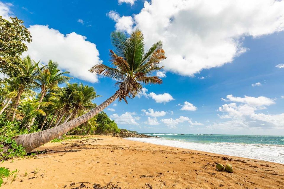 Una palma si china in diagonale su una spiaggia sabbiosa, con due noci di cocco in primo piano e l'oceano sotto un cielo nuvoloso.