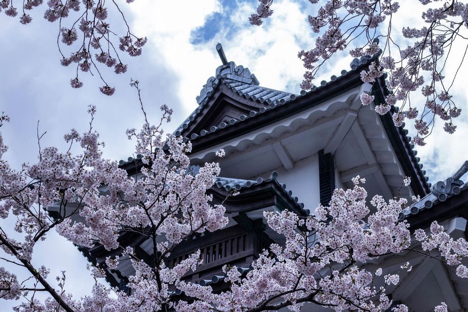 Ramas de cerezo en flor enmarcan el tejado de tejas de un edificio tradicional japonés contra un cielo nublado.
