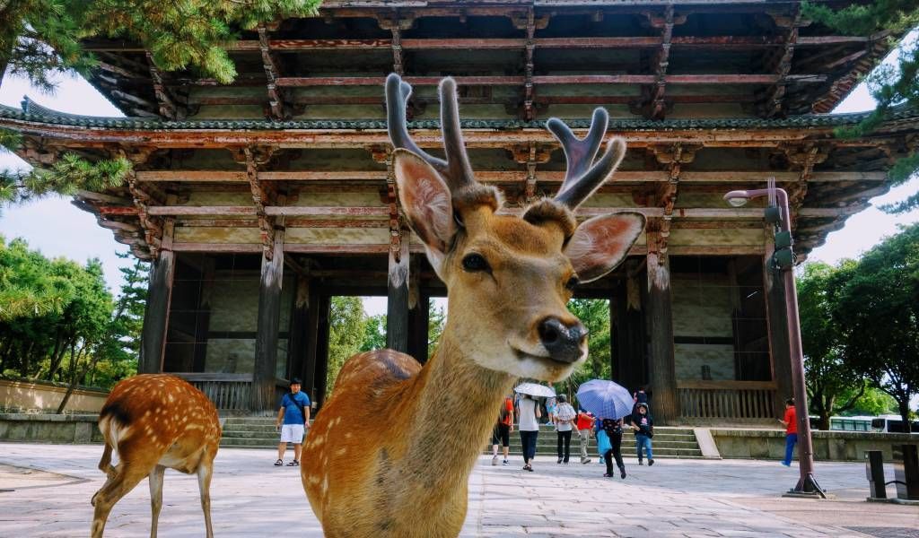 Un cervo con palchi vellutati guarda la fotocamera in un cortile, di fronte a un grande portale tradizionale in legno di un tempio.