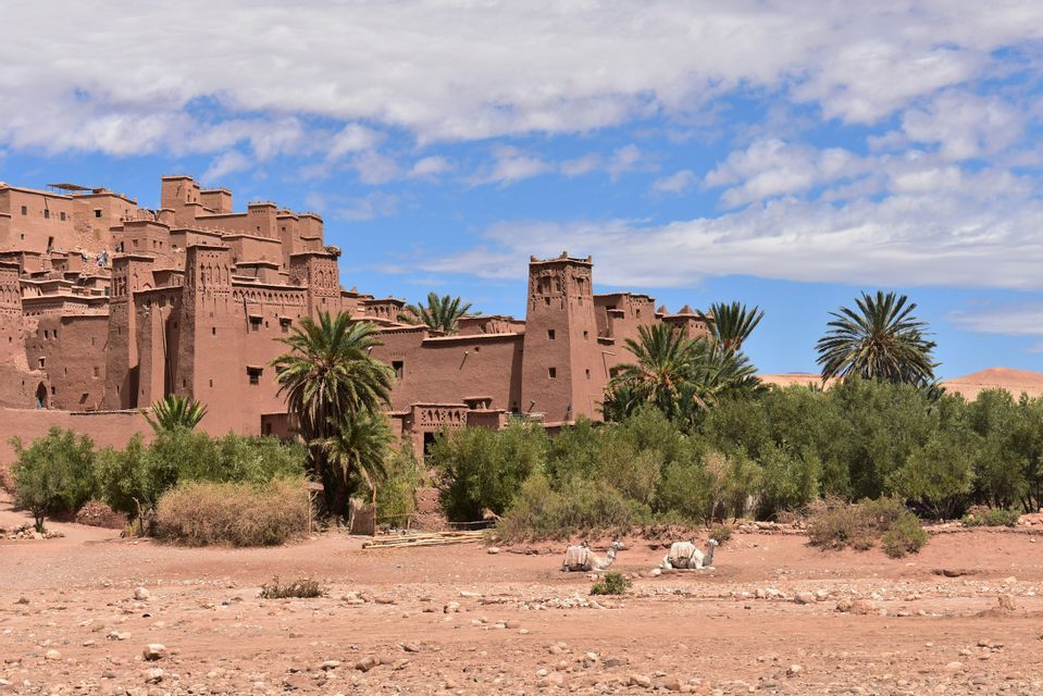 Una grande kasbah tradizionale in mattoni di fango si erge su una collina sopra le palme, con due cammelli bianchi che riposano in primo piano.