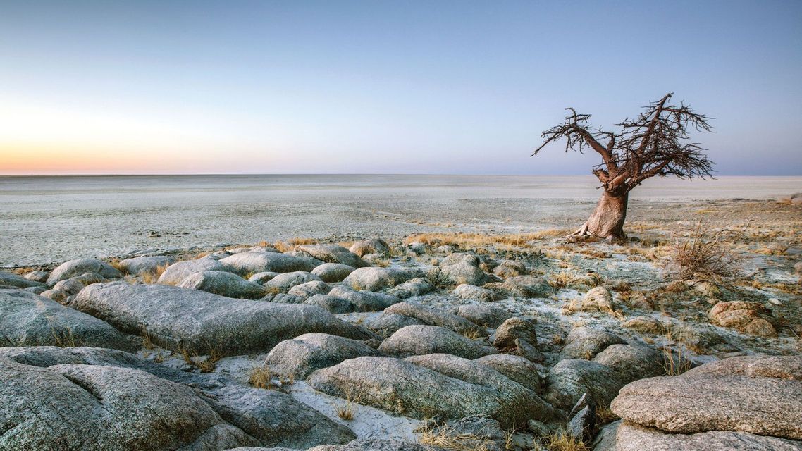 Un albero solitario e spoglio si erge su terreno roccioso che domina una vasta salina sotto un cielo limpido all'alba.