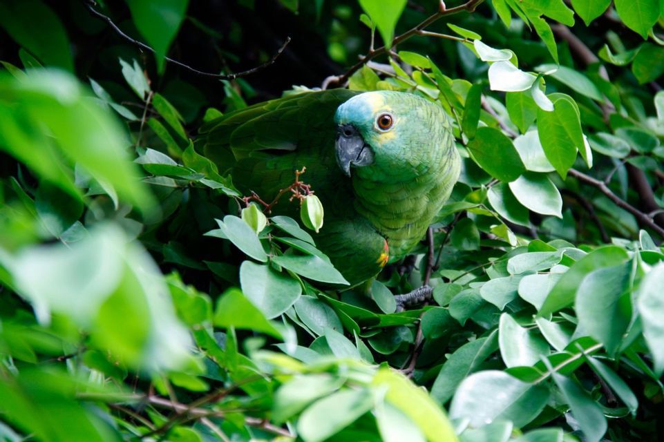 Un loro verde con cabeza turquesa se posa en una rama, rodeado de densas hojas verdes.
