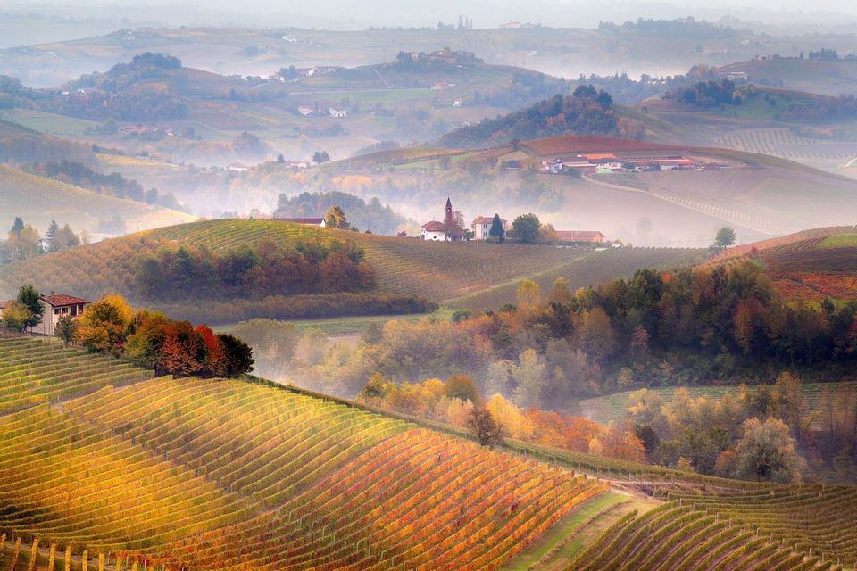 Dolci colline coperte da filari di vigneti con il fogliame dorato autunnale, con piccoli borghi e nebbia nelle valli.