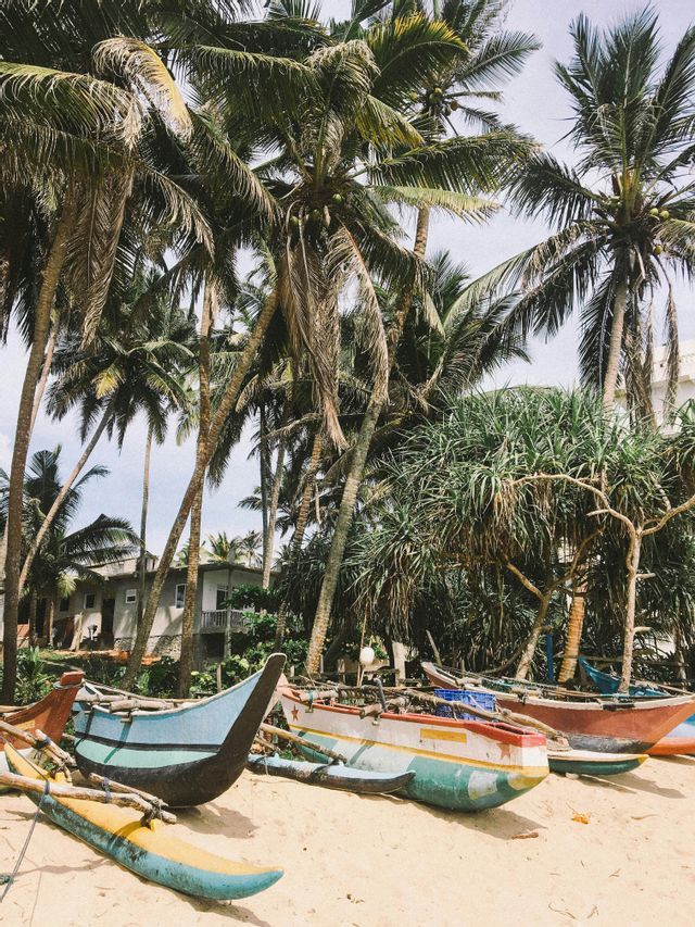 Canoe a bilanciere colorate riposano su una spiaggia sabbiosa di fronte a un denso boschetto di alte palme.