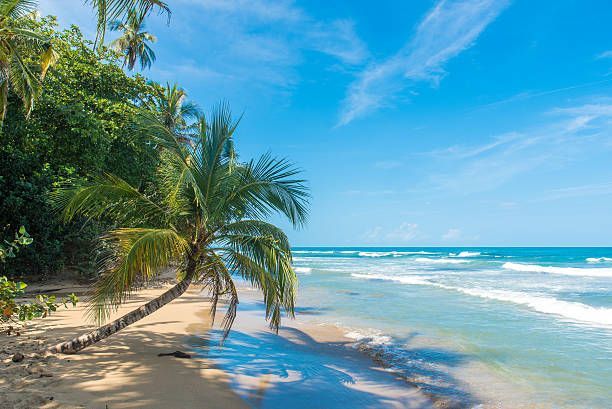 Una palmera se inclina sobre una playa de arena, su sombra cae sobre la arena mientras olas turquesas rompen en la orilla bajo un cielo azul.