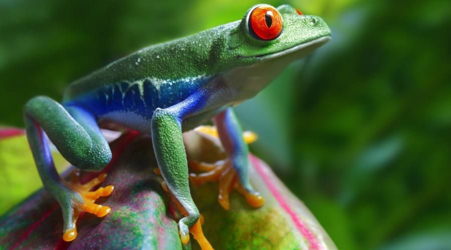 A close-up of a red-eyed tree frog with green, blue, and orange skin, perched on a leaf against a blurred green background.