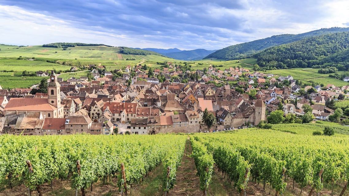 Blick von einem grünen Weinberg auf ein historisches Dorf mit einem Kirchturm, eingebettet in sanfte Hügel unter bewölktem Himmel.
