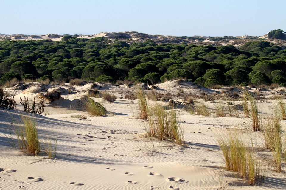 Un paesaggio di dune di sabbia con ciuffi d'erba che conduce a una fitta foresta di pini sotto un cielo sereno.