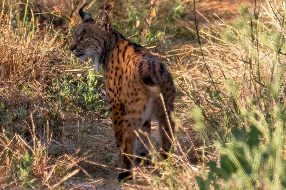Una lince iberica dal manto maculato si erge nell'erba alta e secca, guardando indietro sopra la spalla.