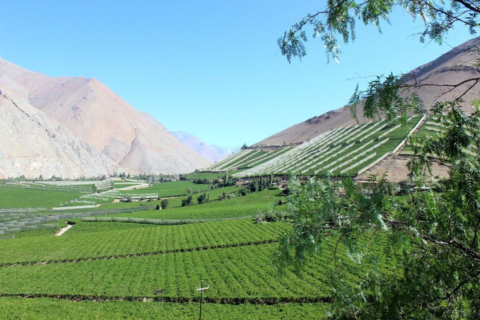 Una lussureggiante valle verde con vigneti a terrazze, situata tra aride montagne marroni sotto un cielo sereno.
