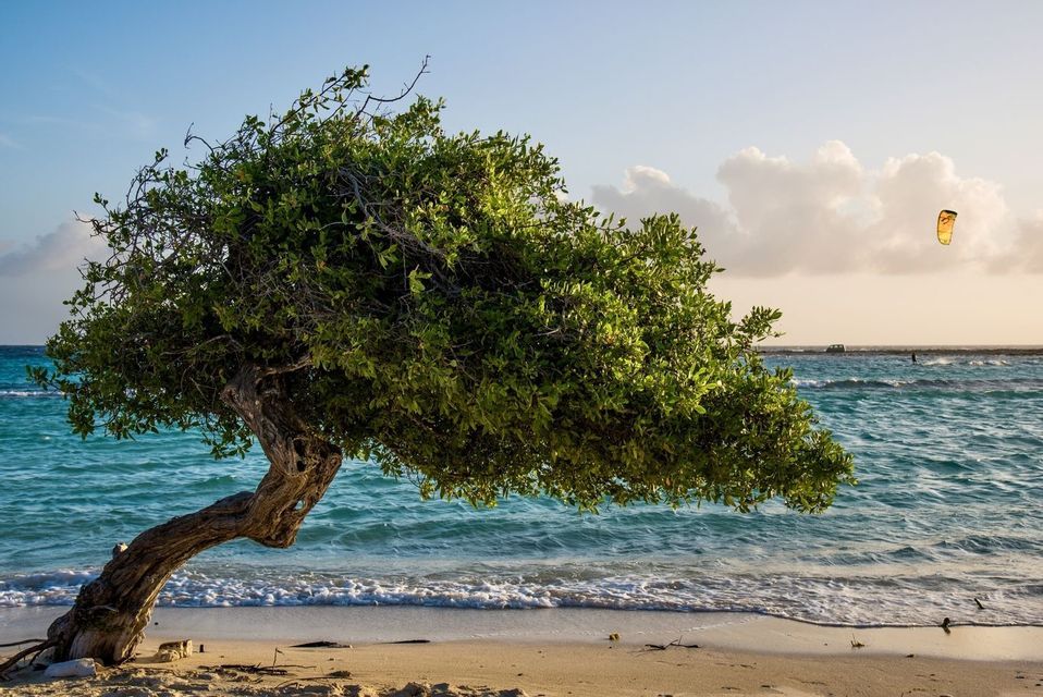 Un albero di Divi-divi contorto con foglie verdi si protende su una spiaggia sabbiosa con acqua turchese mentre un kitesurfer scivola sullo sfondo.