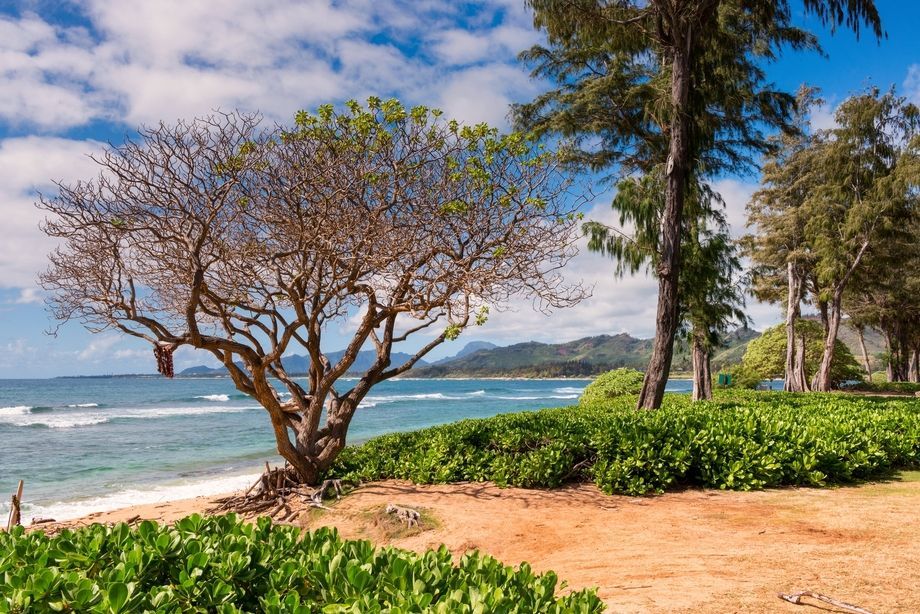 Un albero con rami contorti su una spiaggia sabbiosa si affaccia sull'oceano, con montagne visibili attraverso l'acqua sotto un cielo nuvoloso.