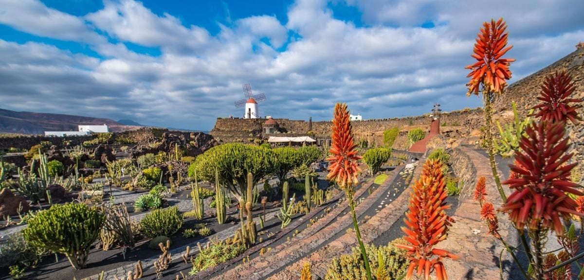 Un jardín aterrazado repleto de diversos cactus y altas flores naranjas, con un molino de viento blanco tradicional sobre una colina al fondo.