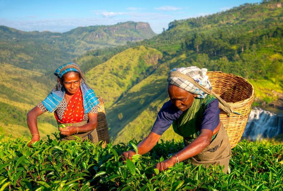 Dos mujeres con cestas de mimbre en sus espaldas recogen hojas de té en una exuberante y verde plantación de montaña bajo un cielo azul claro.