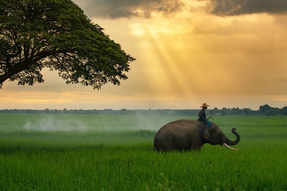Un hombre con sombrero de paja monta un elefante con colmillos a través de un exuberante campo verde bajo un cielo dorado y nublado con rayos de sol.