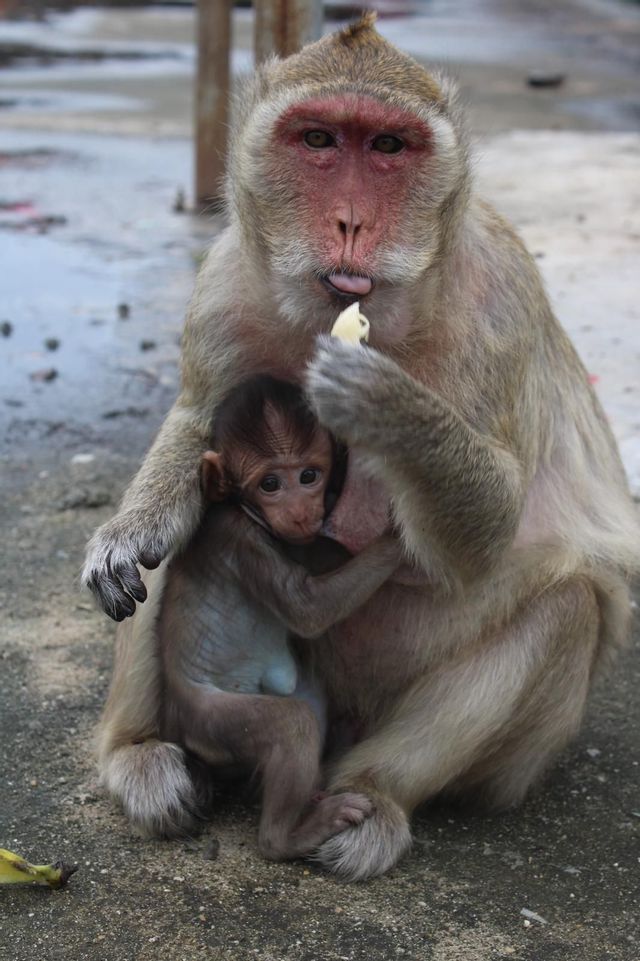 Un macaco adulto mangia un pezzo di frutta con la lingua di fuori mentre il suo cucciolo si aggrappa al petto.