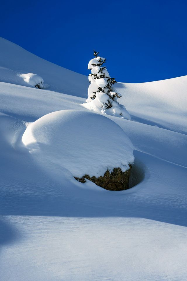 A small pine tree and a large boulder are covered in thick snow on a hillside under a clear blue sky.