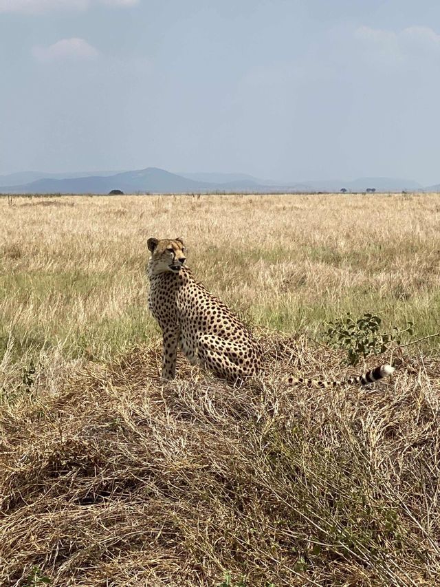Ein Gepard sitzt in einer Savanne mit hohem, trockenem Gras und blickt über seine Schulter, mit fernen Bergen am Horizont.