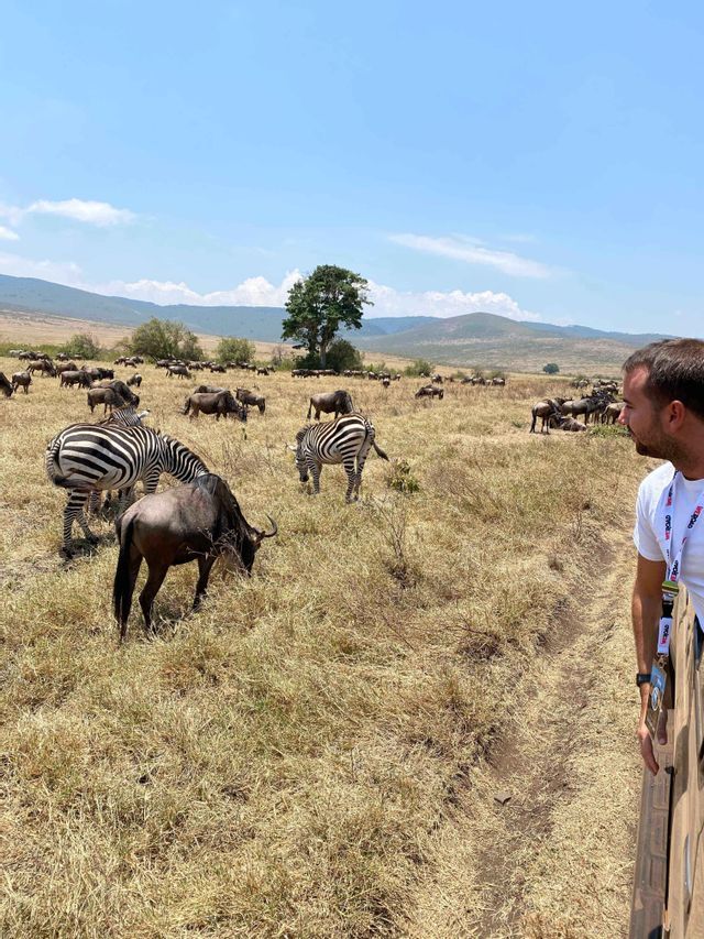 Un uomo a bordo di un veicolo da safari osserva mandrie di zebre e gnu che pascolano in una vasta savana assolata con colline sullo sfondo.