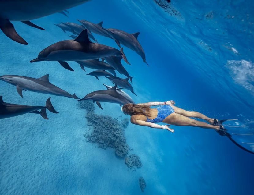 Vue sous-marine d'une personne en maillot de bain bleu faisant du snorkeling avec un banc de dauphins au-dessus d'un fond marin sableux.